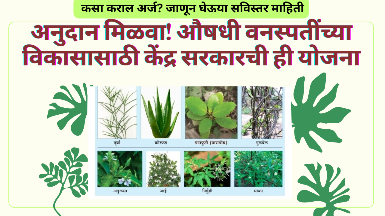Medicinal Plant Subsidy Yojana 2025: अनुदान मिळवा! औषधी वनस्पतींच्या विकासासाठी केंद्र सरकारची ही योजना
