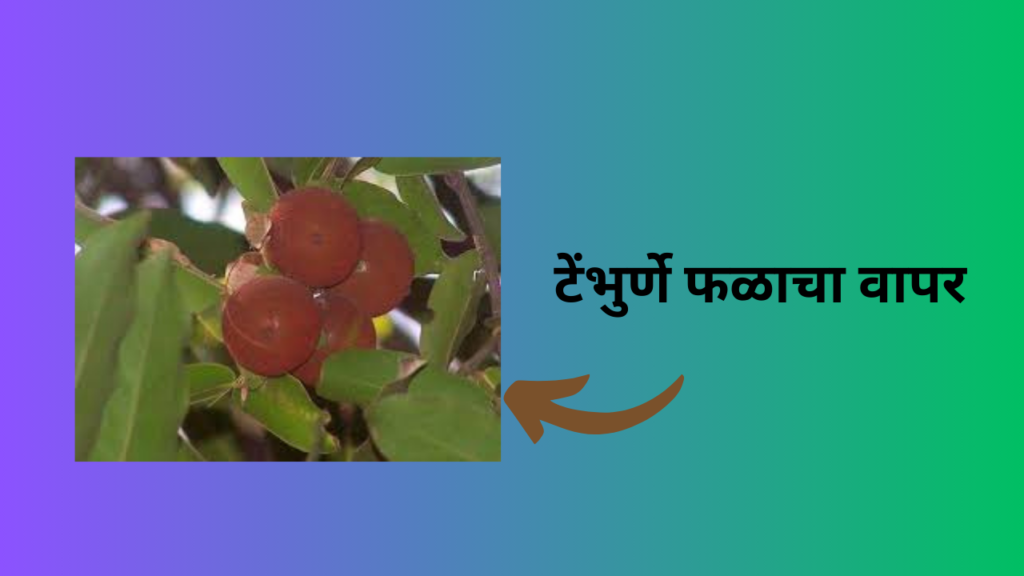 Tembhurne Fruit in Marathi: तुम्हाला माहिती आहे का "टेंभुर्णी" हे फळ?