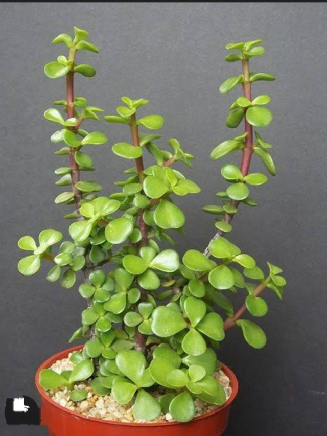 7 Lucky Plants for Home as per Vastu:"ही झाडं लावल्याने घरात येईल सुख-समृद्धी!"