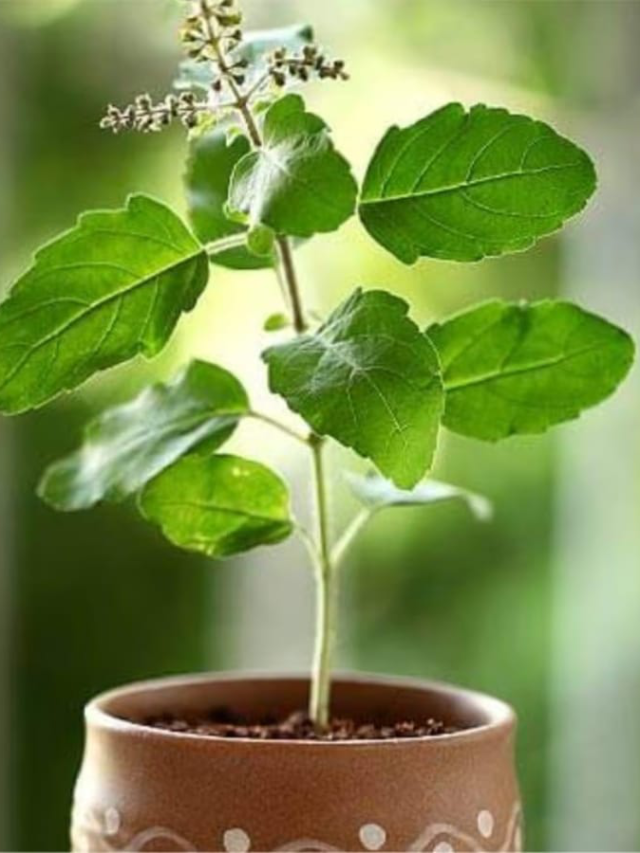 ब्राऊन पेपर पाऊस दिसायला प्रीमियम आणि निसर्गला पूरक आपण ड्रायफूट ठेवायला योग्य असे